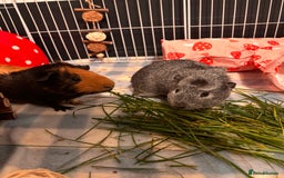 Guinea Pig rodents for sale: 2 male guinea pigs and setup - Advert 1