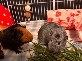 Guinea Pig rodents 2 male guinea pigs and setup - Advert 1