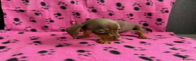 Miniature Dachshund Puppy 5