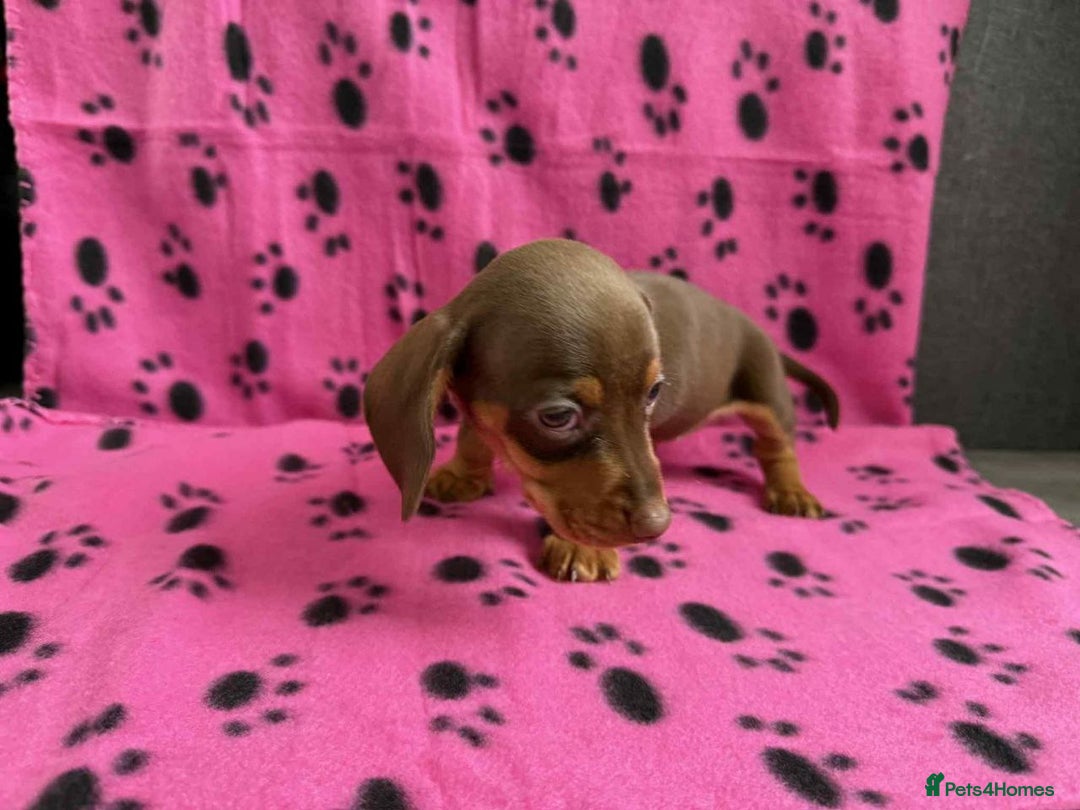 Miniature Dachshund dogs for sale: ADORABLE MINIATURE DACHSHUND PUPPIES FOR SALE - Advert 5