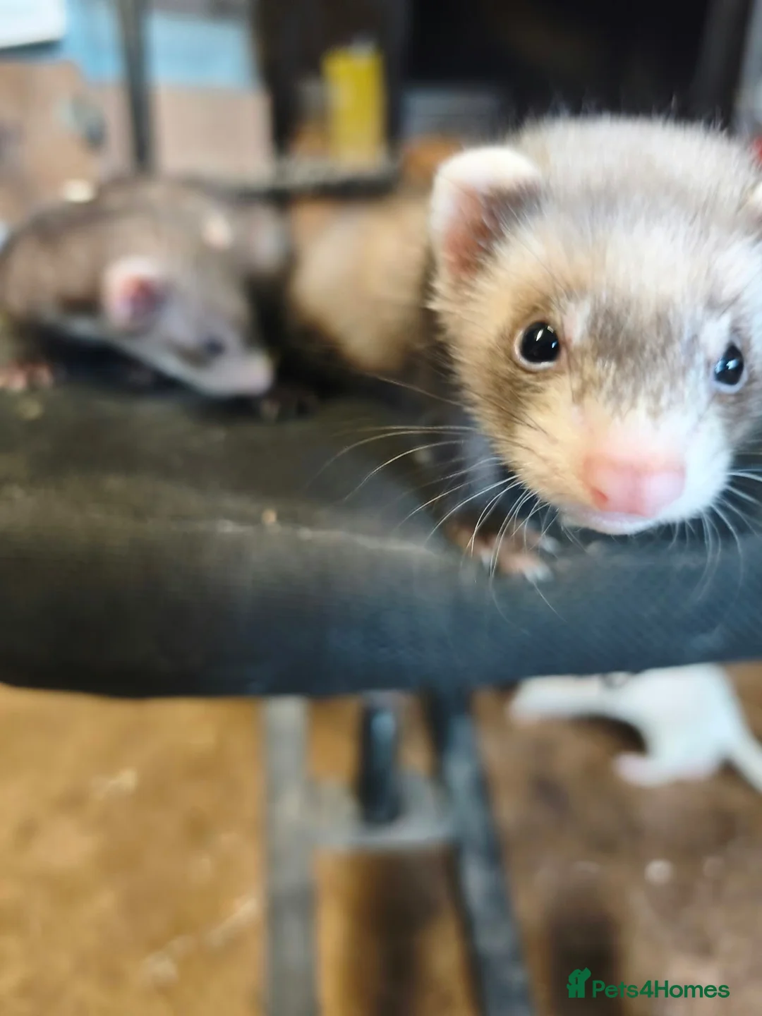 Ferret rodents for sale: Ferrets  - Advert 2