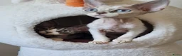 Devon Rex cats for sale: Devon Rex Kittens-Ready for Their Forever Homes! - Advert 8