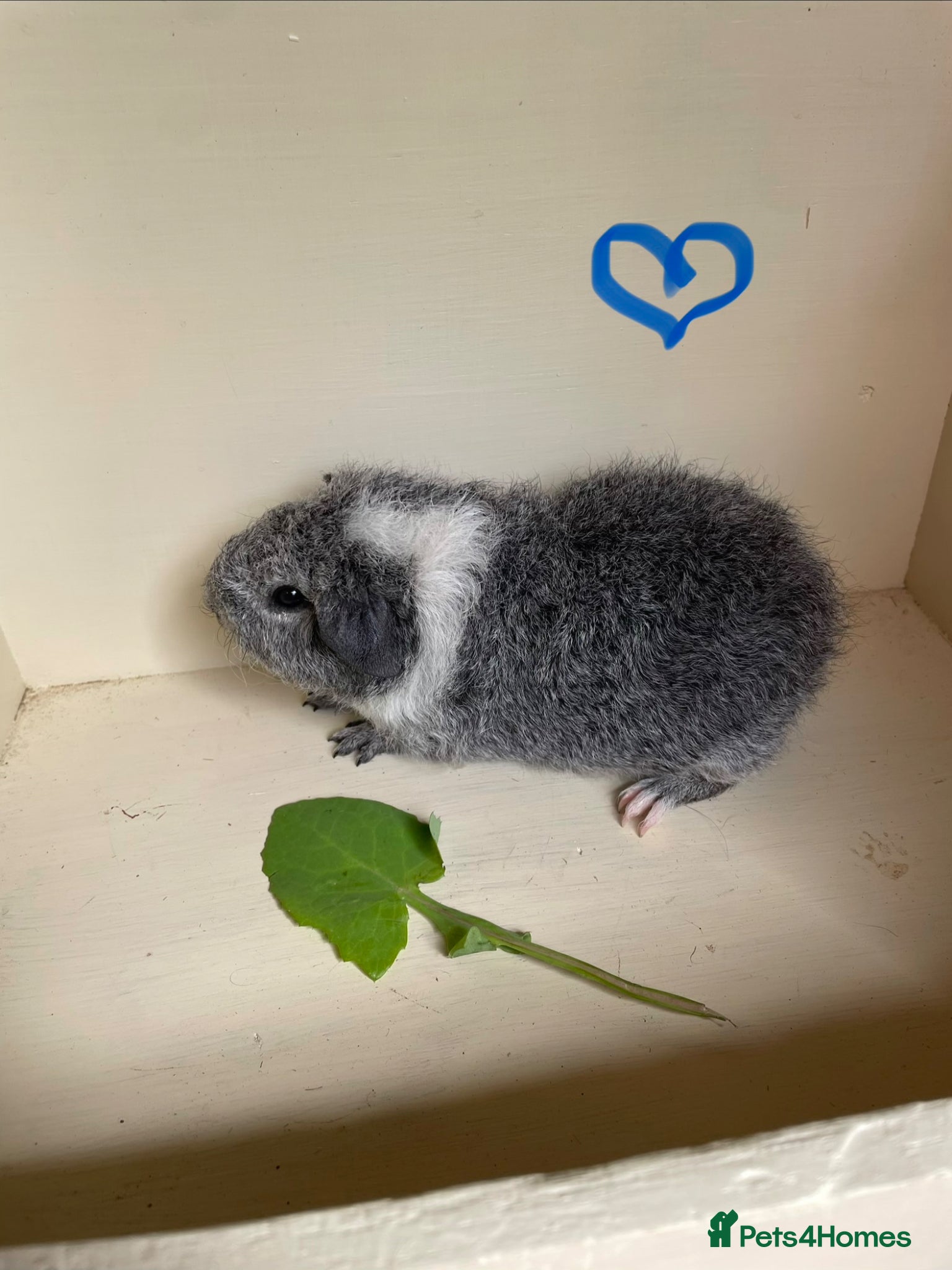 Guinea Pig rodents Baby Guinea pig boars ready now  - Advert 11