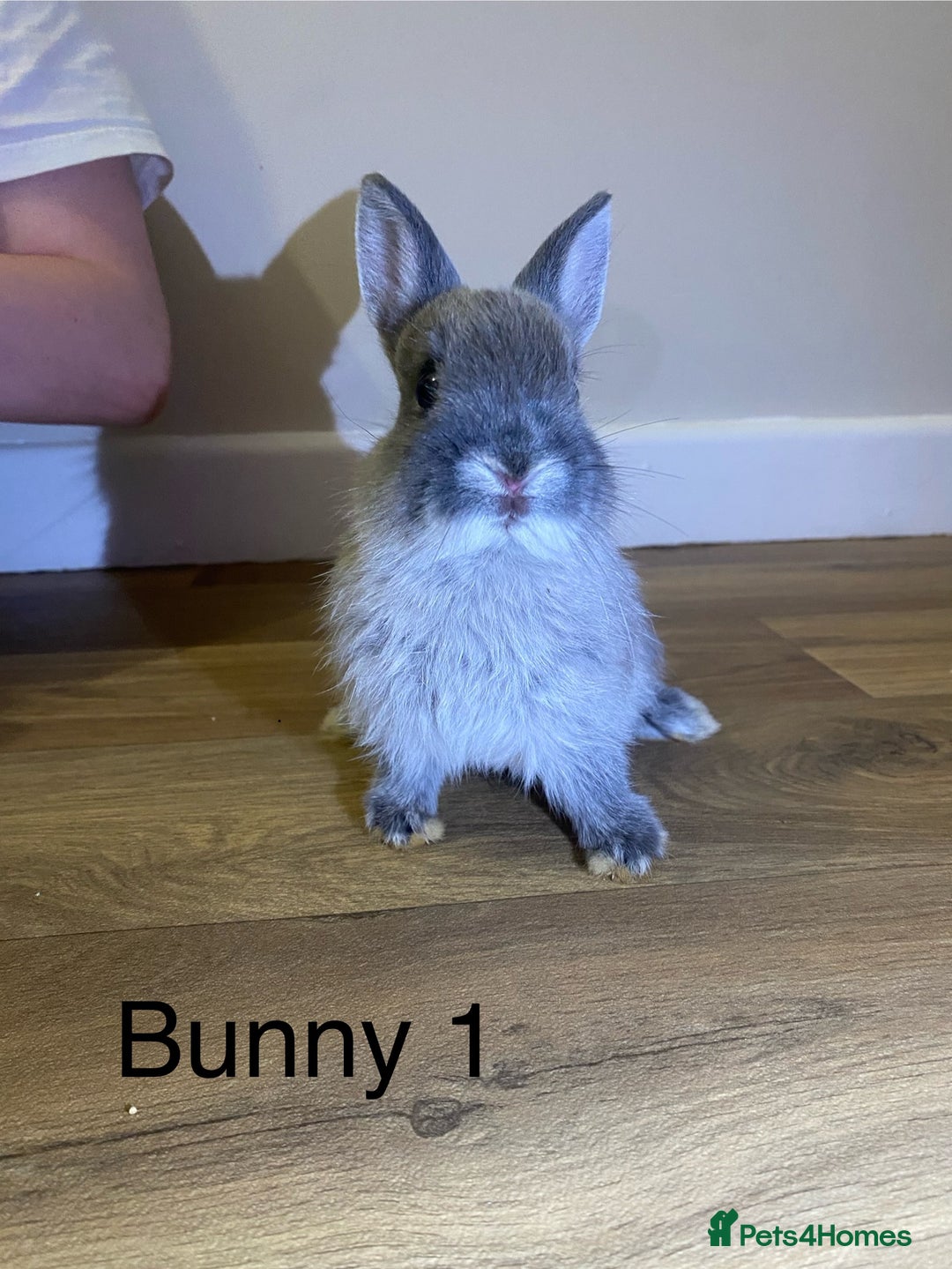 Netherland Dwarf rabbits for sale: 🐰✨Baby rabbits ready for home✨🐰 - Advert 5