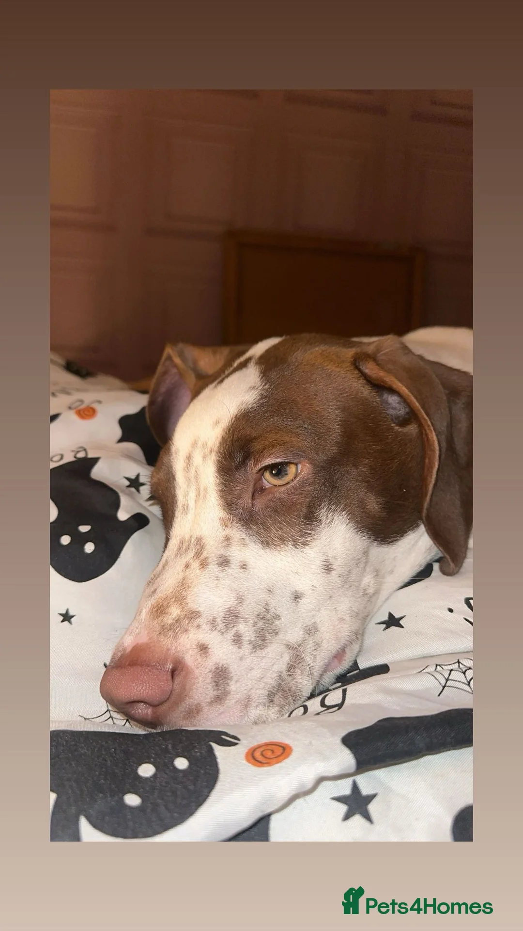 Mixed Breed dogs for sale: boy for sale  - Advert 3