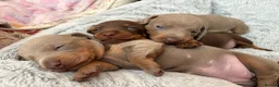 Miniature Dachshund dogs for sale: 🌟  Miniature Dachshund Pups!! KC & PRA clear🌟 in Saint Helens - Advert 31