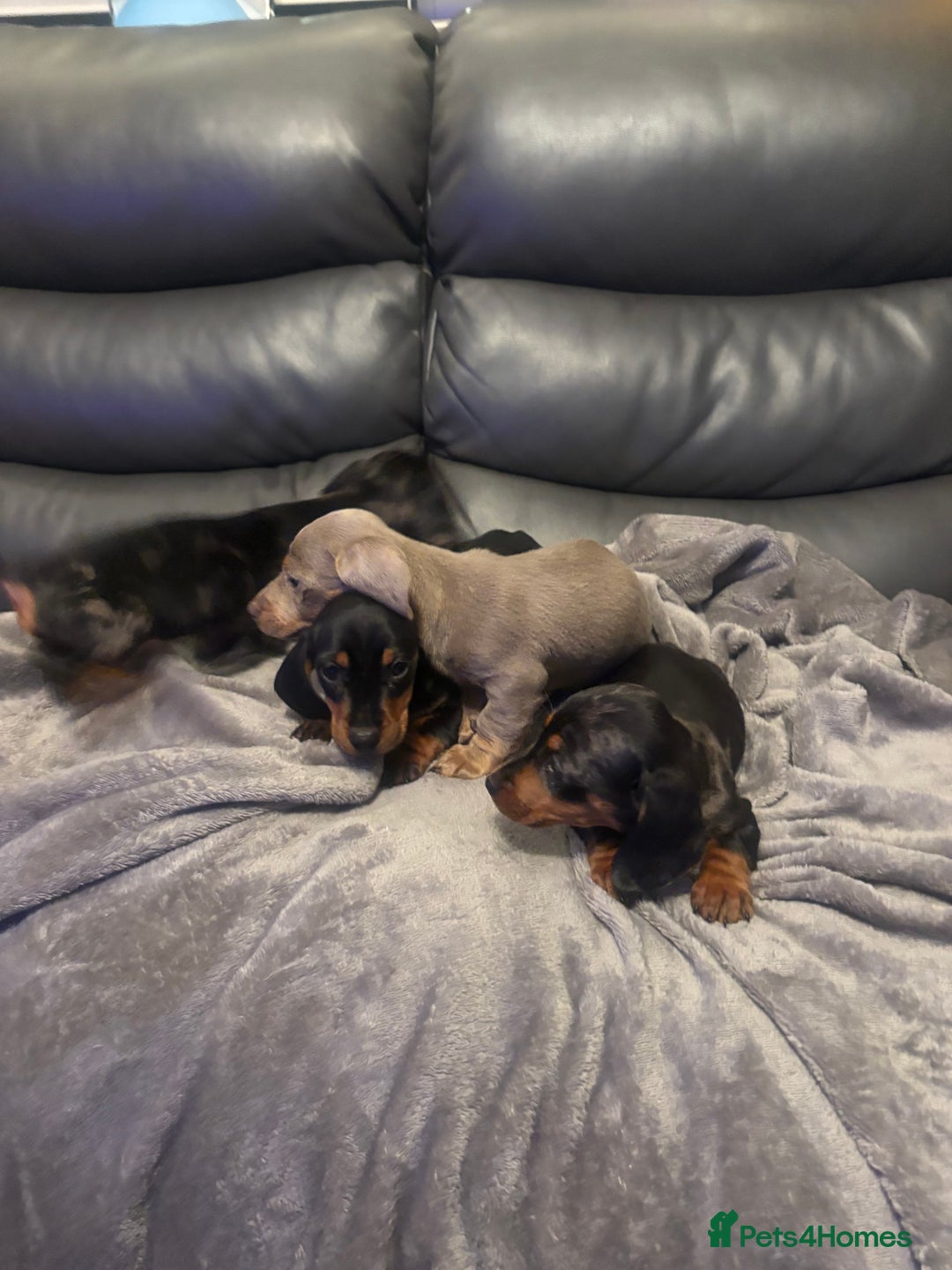 Miniature Dachshund dogs for sale: Miniature Dachshund - Advert 2
