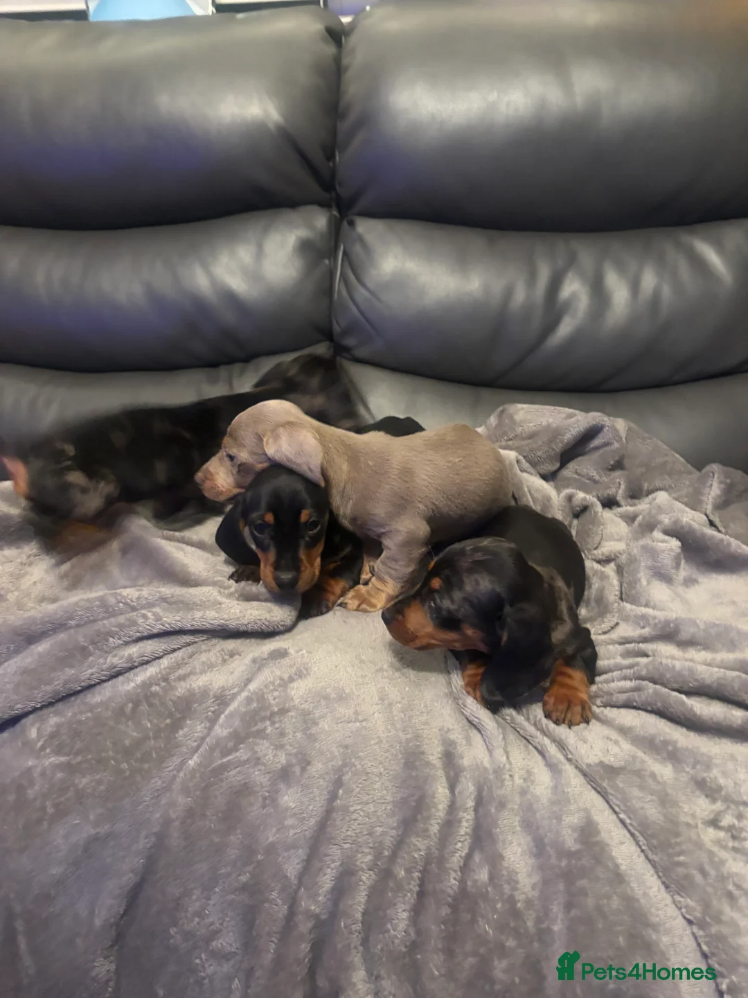 Miniature Dachshund dogs for sale: Miniature Dachshund - Advert 2