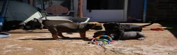 Cane Corso dogs for sale: Quality cane corso puppies - limited available  - Advert 13