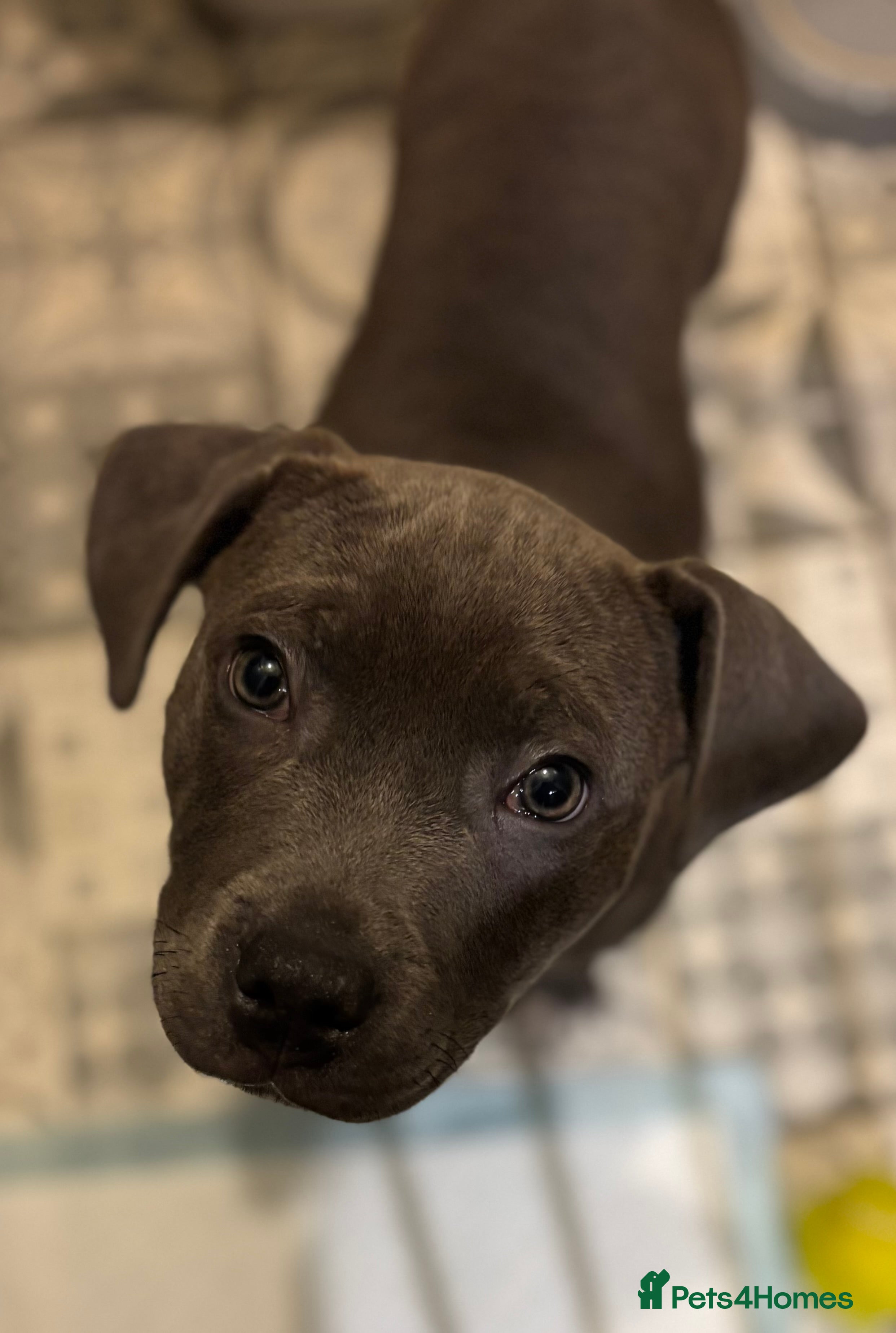 Staffordshire Bull Terrier dogs Quality Blue Health Tested  - Advert 1