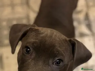 Staffordshire Bull Terrier dogs Quality Blue Health Tested - Advert 1