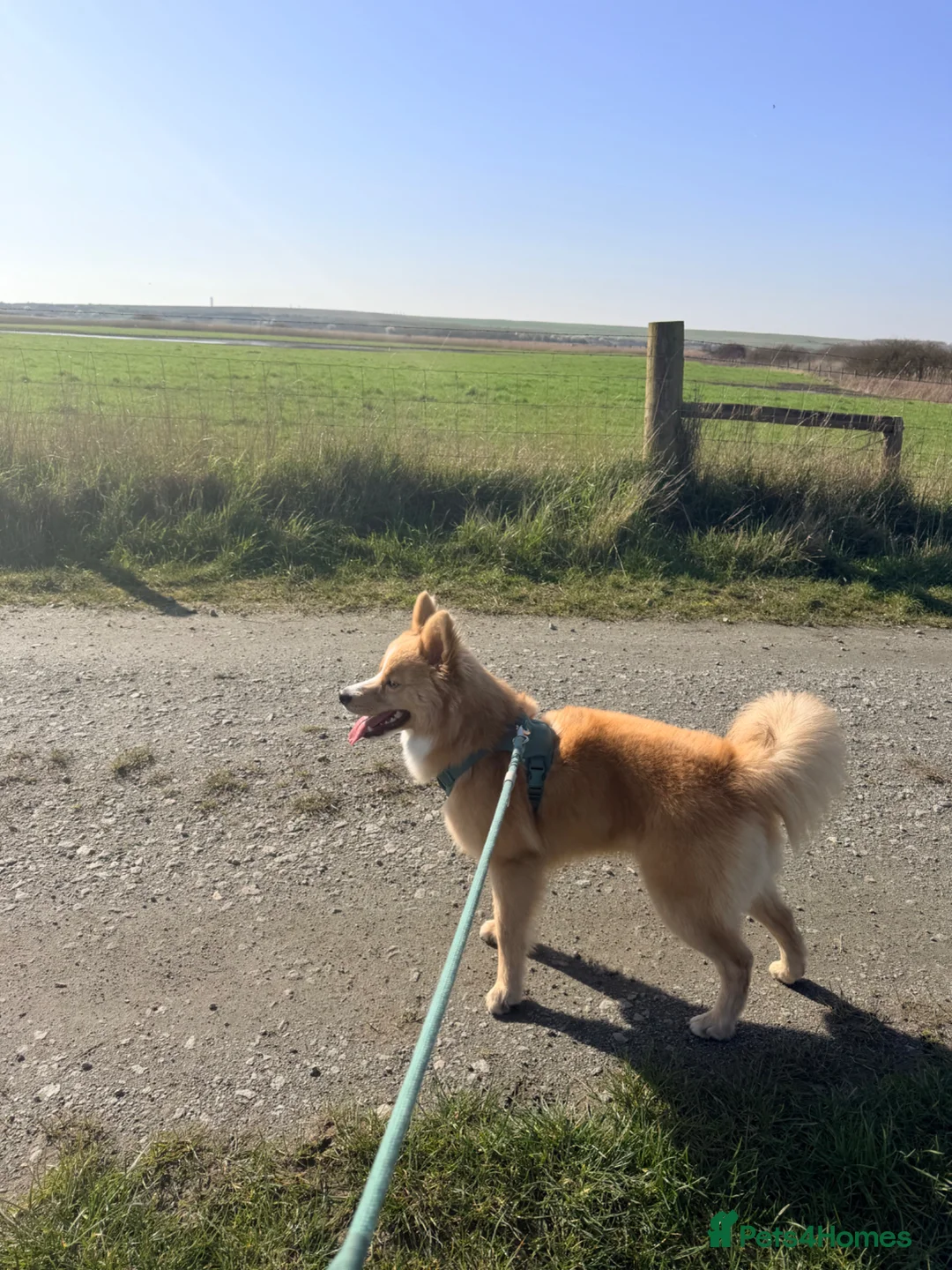 Pomsky dogs for sale: Beautiful Blue Eyed Pomsky - Advert 6