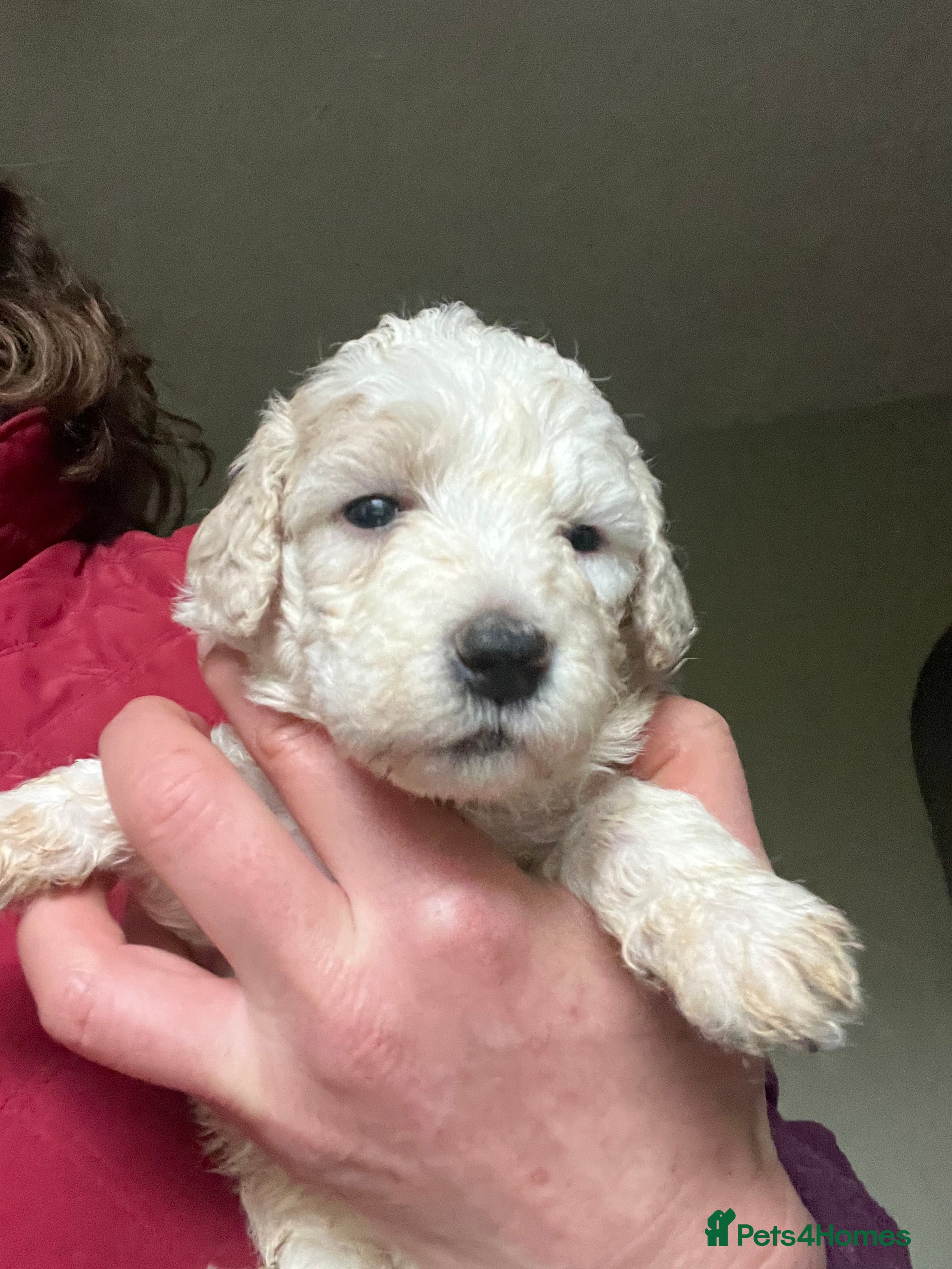 Bordoodle dogs F1b Bordoodle, DNA testing,full refund guarantee  - Advert 1