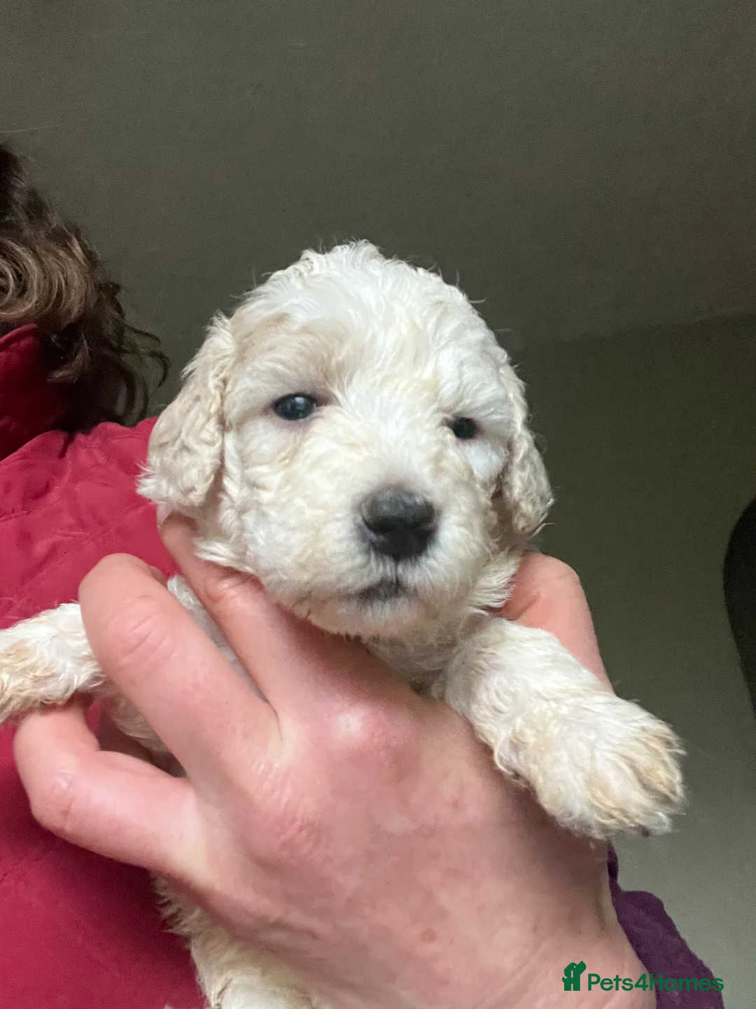 Bordoodle dogs for sale: F1b Bordoodle, DNA testing,full refund guarantee  - Advert 1