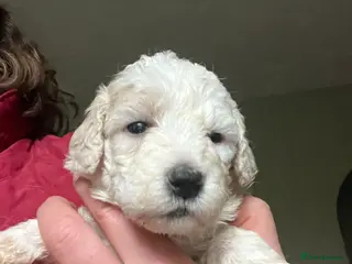 Bordoodle dogs F1b Bordoodle, DNA testing,full refund guarantee - Advert 1