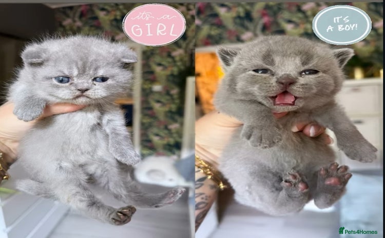 British Shorthair cats - Advert 8