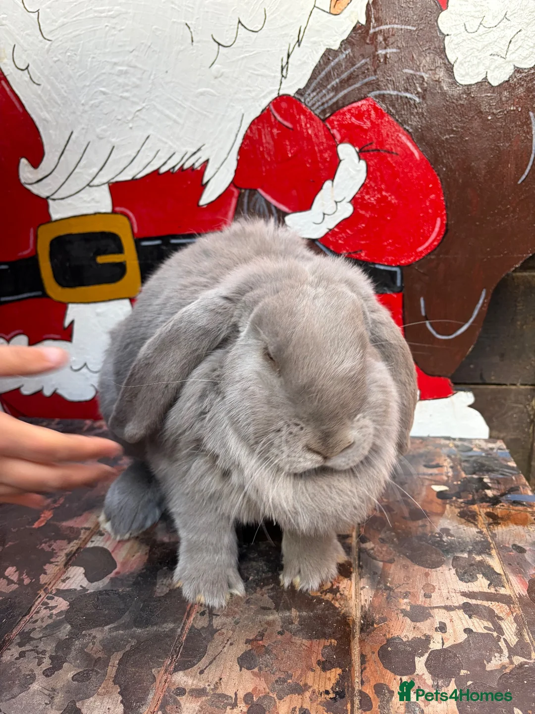 French Lop rabbits for sale: French lop Girl - Advert 1