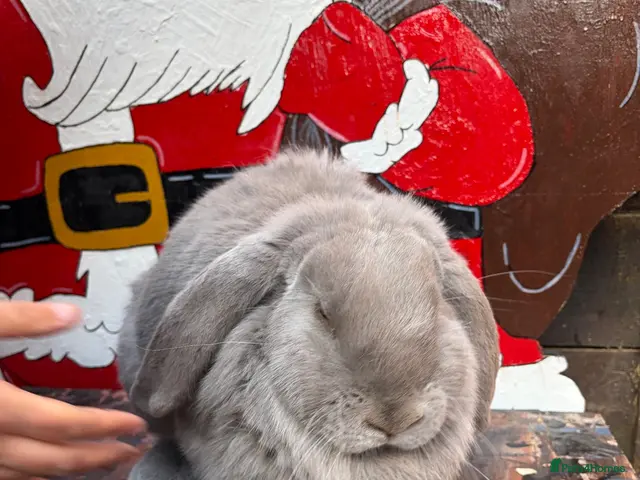 French Lop rabbits French lop Girl - Advert 1