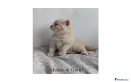 British Shorthair cats for sale: British Shorthair Kittens Lilac, Lilac Cream GCCF  - Image 10