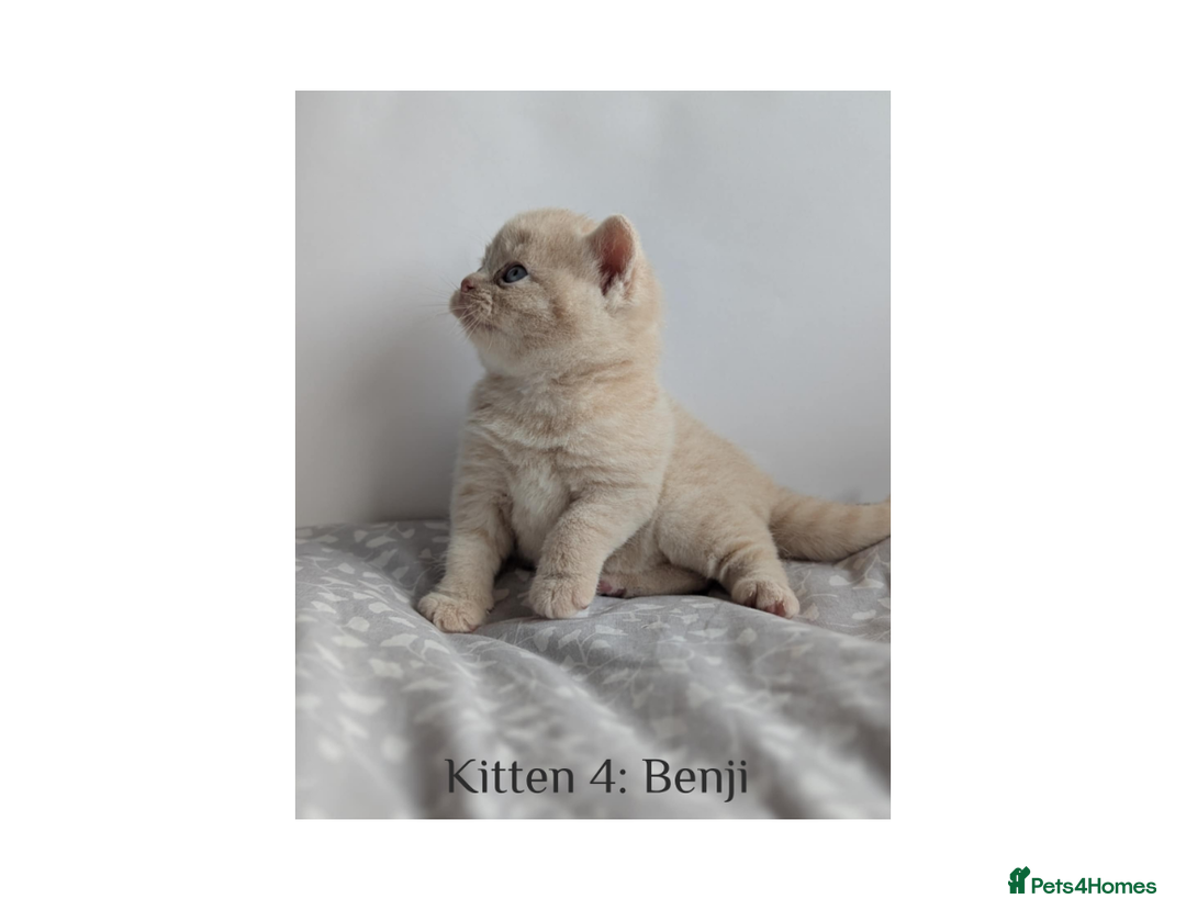 British Shorthair cats for sale: British Shorthair Kittens Lilac, Lilac Cream GCCF  - Image 10