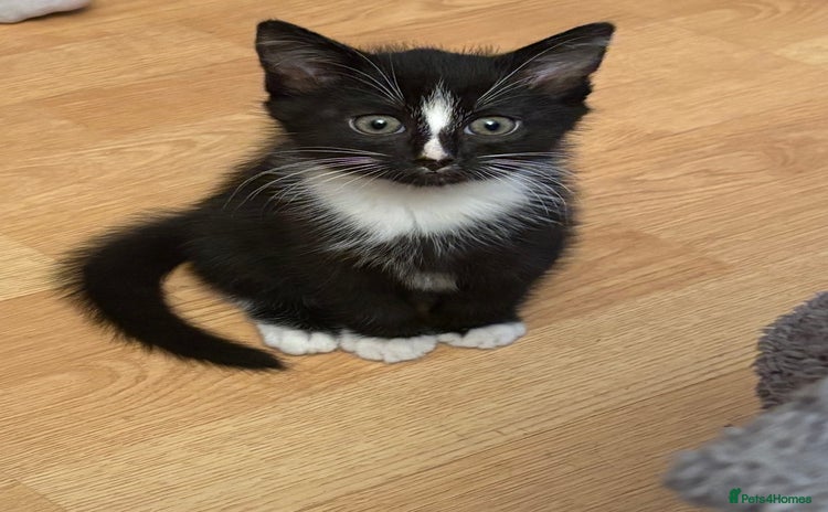 Mixed Breed cats Beautiful Black and White Kittens - Advert 9