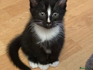 Mixed Breed cats Beautiful Black and White Kittens - Advert 7