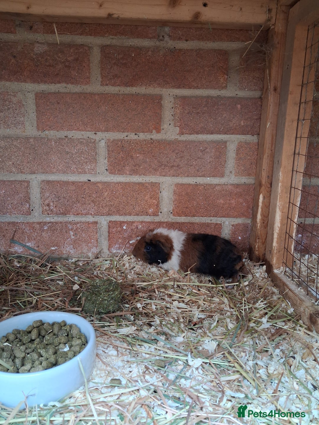 Pig livestock for sale: Guinea pigs - Advert 1
