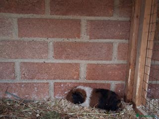 Pig livestock Guinea pigs - Advert 1
