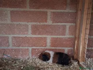 Pig livestock Guinea pigs - Advert 9