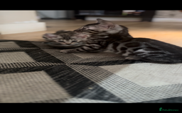 Bengal cats for sale: 1silver female  bengal 1charcoal male bengal pure - Image 6
