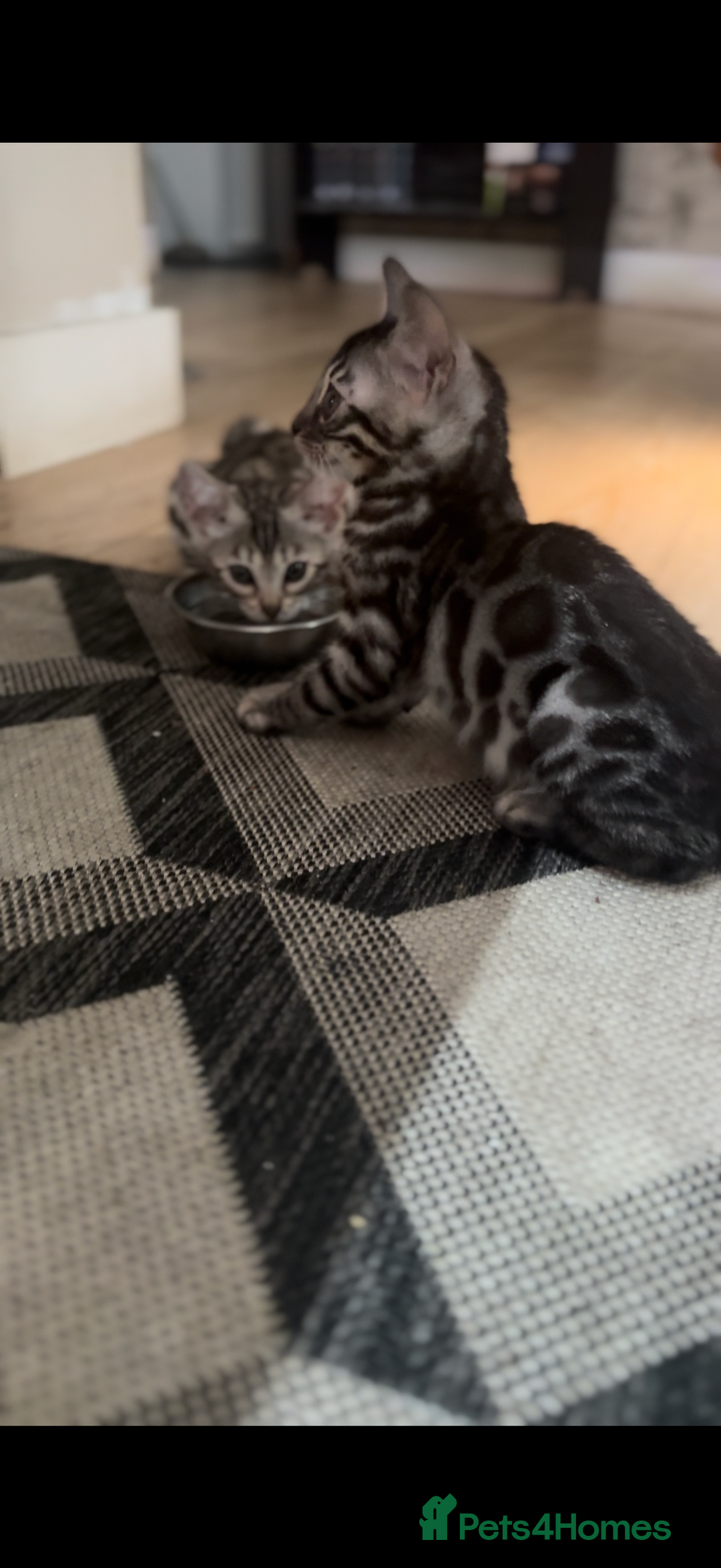 Bengal cats for sale: 1silver female  bengal 1charcoal male bengal pure - Image 6