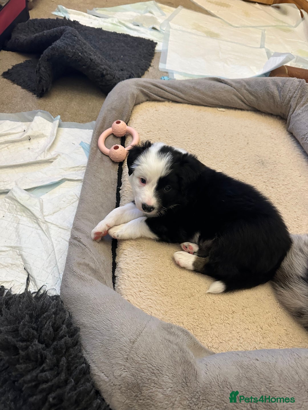 Border Collie dogs for sale: Beautiful litter of 8 border collies puppies - Advert 15