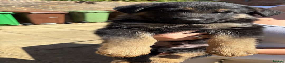 German Shepherd Puppy Boy 1
