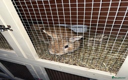 Mixed Breed rabbits for sale: Lovely male rabbit  - Image 7