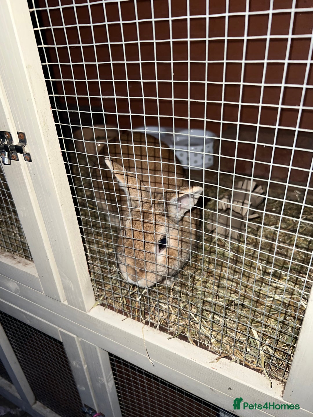 Mixed Breed rabbits for sale: Lovely male rabbit  - Image 7