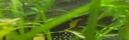 Plecos fish for sale: Golden Nugget Plec and other small fish - Advert 1