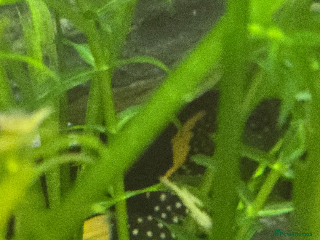 Plecos fish for sale: Golden Nugget Plec and other small fish - Advert 1