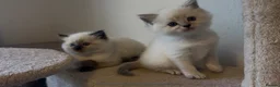 Persian cats for sale: Persian-Ragdoll Kittens - Affectionate and Fluffy - Advert 24