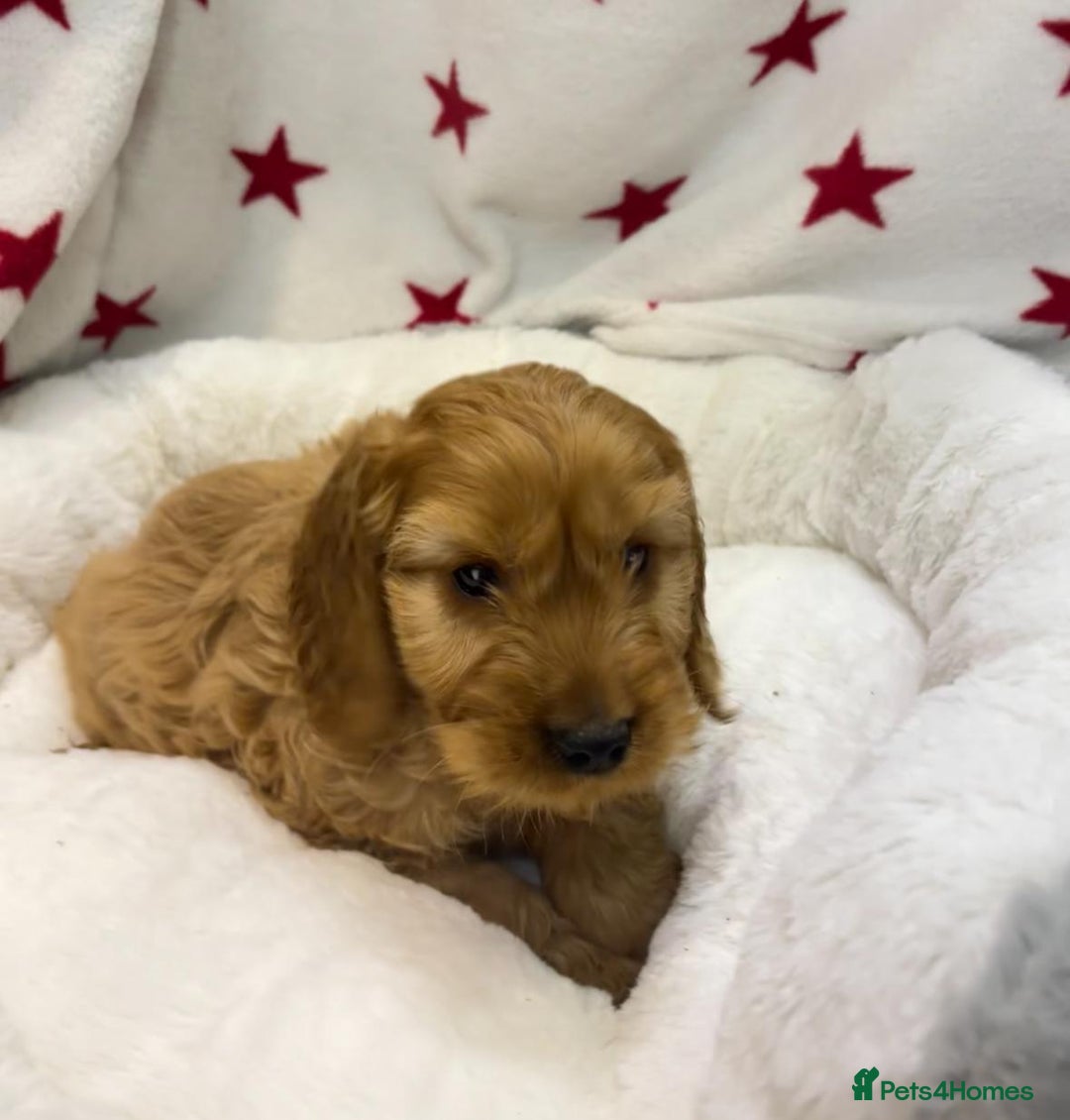Cockapoo dogs for sale: Cockapoo puppies for sale - Image 18