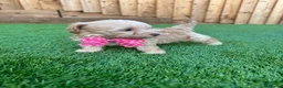 Cockapoo dogs for sale: 🐾 Adorable F1BB Teddy bear toy cockapoos 🐾 - Advert 29