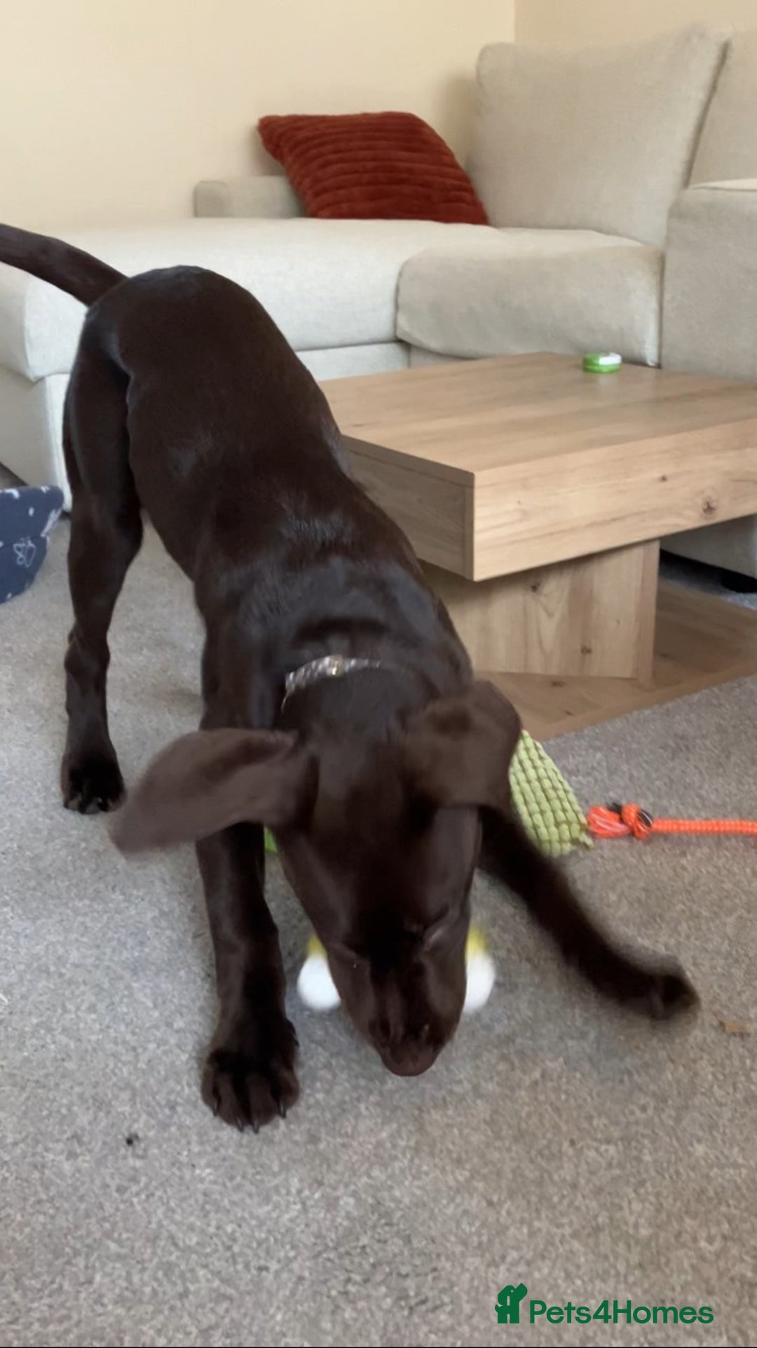 Labrador Retriever dogs for sale: Perfect Puppy  - Advert 6