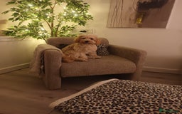 Cavachon dogs for sale: Maddie 8 months - Image 2