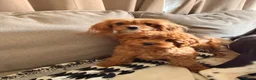 Cavapoo dogs for sale: Gorgeous female cavapoo puppy (pick of the litter) - Advert 3