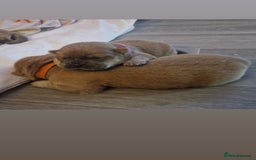 Chow Chow dogs for sale: 6 chow chow puppies for sale - Image 6