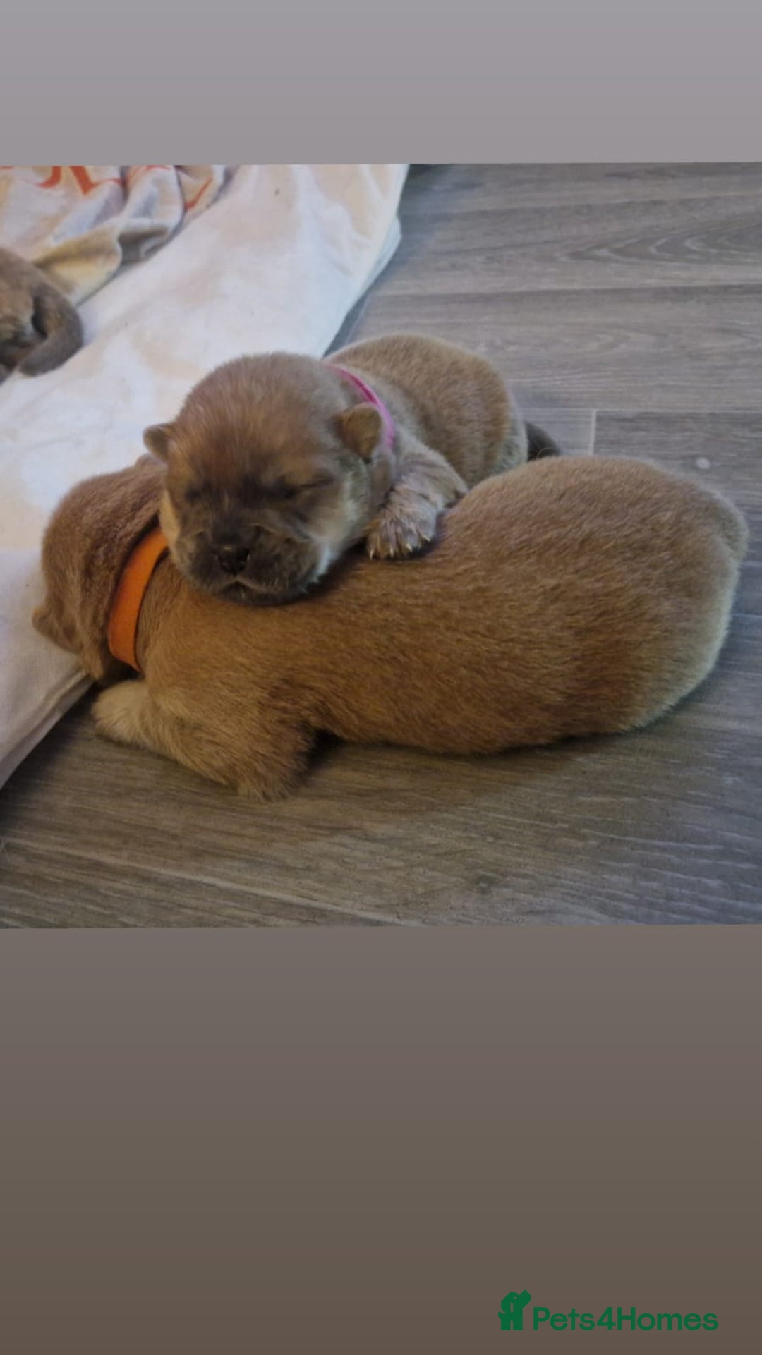 Chow Chow dogs for sale: 6 chow chow puppies for sale - Image 6