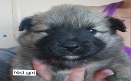 Mixed Breed dogs for sale: Puppie girl - Image 5