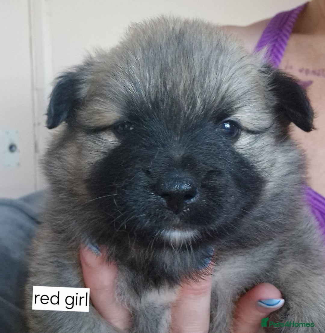 Mixed Breed dogs for sale: Puppie girl - Image 5