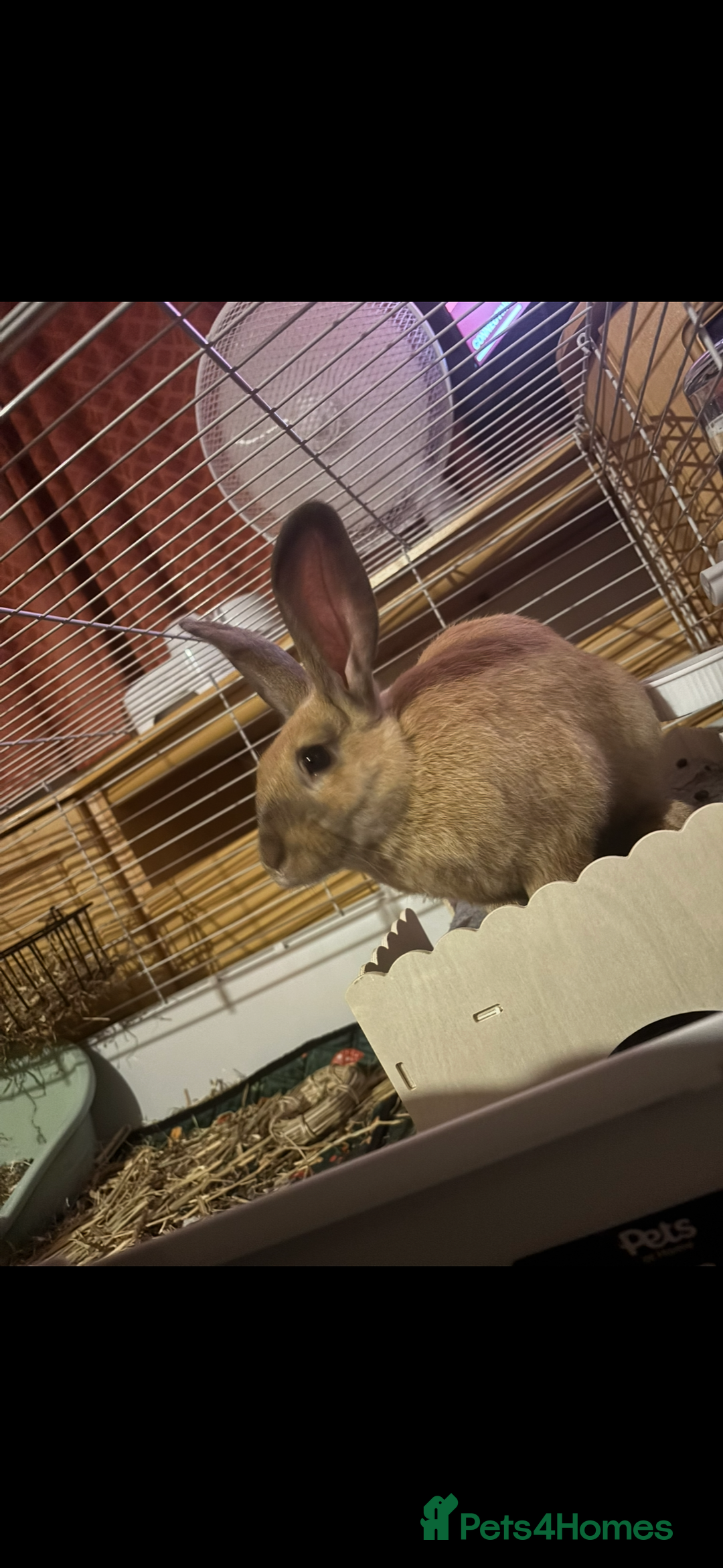 Mixed Breed rabbits for sale: Male Rabbit - Image 2