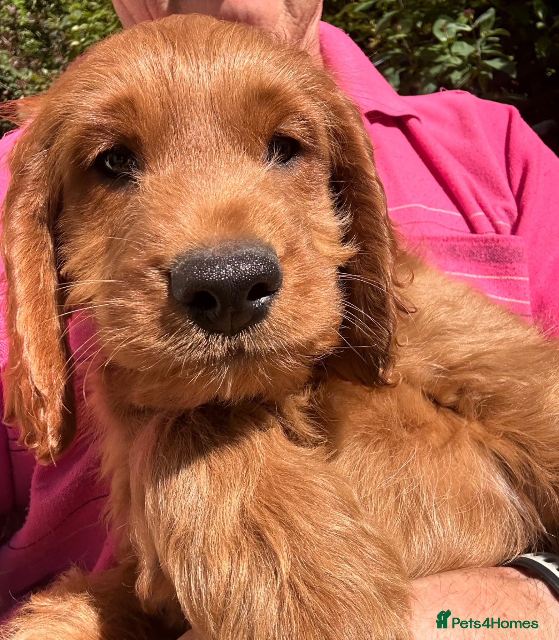 Cockapoo dogs for sale: READY NOW! RED F1 HEALTH-CHECKED TOY COCKAPOOS - Advert 17