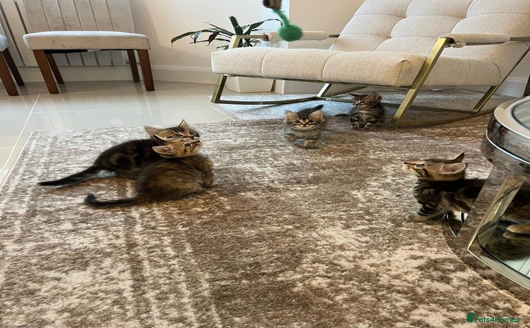 Mixed Breed cats - Advert 1